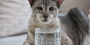 Beitragsbild des Blogbeitrags Haustiere vor Hitze schützen – Der heiße Sommer belastet auch Katz und Hund