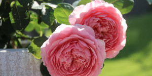 Beitragsbild des Blogbeitrags Sommerpause