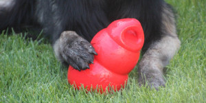 Beitragsbild des Blogbeitrags Spielzeug Tipp für Hunde: Kong Bounzer