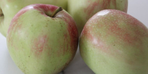 Beitragsbild des Blogbeitrags Herbstobst: Säuerliche Äpfel 