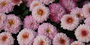 Beitragsbild des Blogbeitrags Sie blühen noch immer – Gartenliebe im Oktober