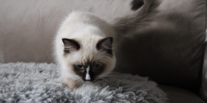 Beitragsbild des Blogbeitrags Meet Paloma