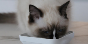 Beitragsbild des Blogbeitrags Alles fürs Kätzchen – Katzengras, Katzen-Trinkbrunnen und Spielzeug Tipps 