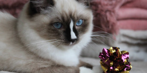 Beitragsbild des Blogbeitrags Achtung, Zuckerschock!