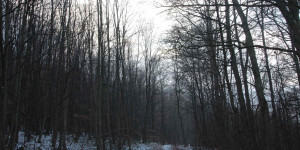Beitragsbild des Blogbeitrags Weihnachtlicher Wienerwald 