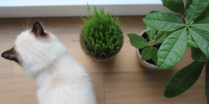 Beitragsbild des Blogbeitrags Ungiftige Zimmerpflanzen für Katzen & Hunde