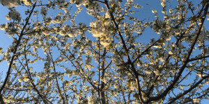Beitragsbild des Blogbeitrags Lust auf Frühling