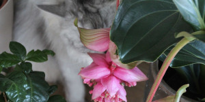Beitragsbild des Blogbeitrags Besondere Zimmerpflanzen – Wunderschön und ungiftig für Katzen und Hunde 