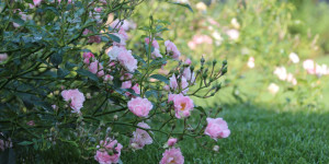 Beitragsbild des Blogbeitrags Und das erste halbe Jahr ist vorbei…