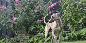 Beitragsbild des Blogbeitrags Ein Leben ohne Hund ist wie Tanzen ohne Musik
