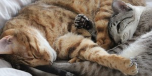 Beitragsbild des Blogbeitrags Sleepy Cats 