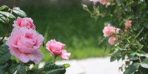 Beitragsbild des Blogbeitrags Nicht mehr lange bis zur nächsten Gartensaison