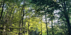 Beitragsbild des Blogbeitrags Im kühlen Wald eintauchen 