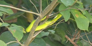 Beitragsbild des Blogbeitrags Erwachen im Regenwald – Bako Nationalpark Teil I 