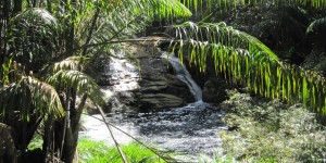 Beitragsbild des Blogbeitrags Verstecktes Paradies – Bako Nationalpark Teil II 