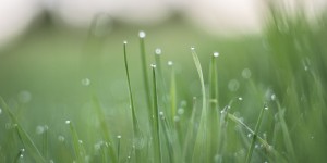 Beitragsbild des Blogbeitrags Wie Loddar ist Büskens?