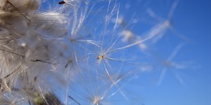 Beitragsbild des Blogbeitrags intueat: Neustart in ein intuitives Essverhalten
