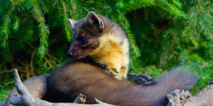 Beitragsbild des Blogbeitrags Marder im Garten – Was tun?