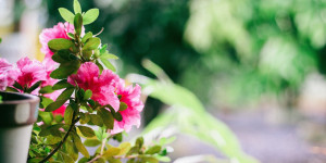 Beitragsbild des Blogbeitrags Herbstzauber auf der Terrasse und Balkon: So gestalten Sie Ihren Außenbereich spätsommerlich