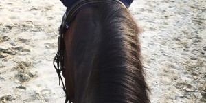 Beitragsbild des Blogbeitrags Distanz erkannt und reingerannt! Das Springreiten 