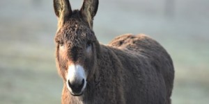 Beitragsbild des Blogbeitrags Liebesbrief an einen Esel