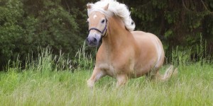 Beitragsbild des Blogbeitrags Blond, aber definitiv nicht blöd – der Haflinger