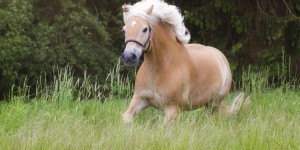 Beitragsbild des Blogbeitrags Blond, aber definitiv nicht blöd – der Haflinger 