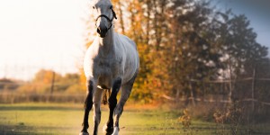 Beitragsbild des Blogbeitrags Herbstliebe und Kavalio