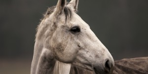 Beitragsbild des Blogbeitrags Bye Bye Seelenpferd 