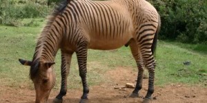 Beitragsbild des Blogbeitrags Das Zorse – muss das so, oder kann das weg? 