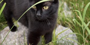 Beitragsbild des Blogbeitrags DSGVO – Fluch oder Segen?… und mein Leben mit Katzen!
