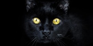 Beitragsbild des Blogbeitrags Bankdirekt mit BlackFriday Bonus von 50 Euro