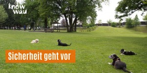 Beitragsbild des Blogbeitrags Kind und Hund, Sicherheit geht vor