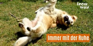 Beitragsbild des Blogbeitrags Immer mit der Ruhe!