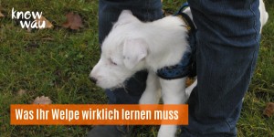 Beitragsbild des Blogbeitrags Was Ihr Welpe wirklich lernen muss