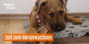 Beitragsbild des Blogbeitrags Zeit zum Heranwachsen