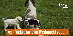 Beitragsbild des Blogbeitrags Kein Welpe unterm Weihnachtsbaum