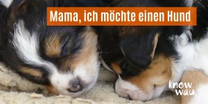 Beitragsbild des Blogbeitrags Mama, ich möchte einen Hund