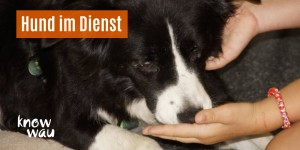 Beitragsbild des Blogbeitrags Hund im Dienst