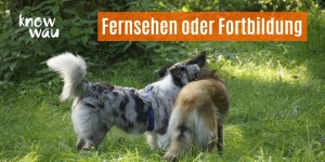 Beitragsbild des Blogbeitrags Fernsehen oder Fortbildung 