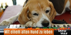 Beitragsbild des Blogbeitrags Mit einem alten Hund zu leben 