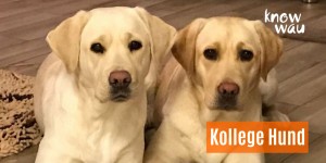 Beitragsbild des Blogbeitrags Kollege Hund