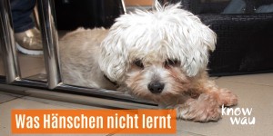 Beitragsbild des Blogbeitrags Was Hänschen nicht lernt