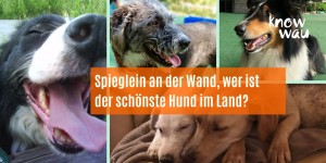 Beitragsbild des Blogbeitrags Wer ist der schönste Hund im Land