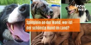 Beitragsbild des Blogbeitrags Wer ist der schönste Hund im Land 