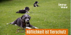 Beitragsbild des Blogbeitrags Höflichkeit ist Tierschutz 