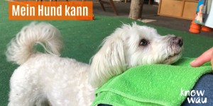 Beitragsbild des Blogbeitrags Mein Hund kann!
