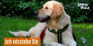 Beitragsbild des Blogbeitrags Ich verstehe Sie 