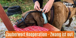 Beitragsbild des Blogbeitrags Zauberwort Kooperation