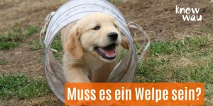 Beitragsbild des Blogbeitrags Muss es ein Welpe sein